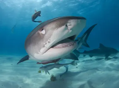 动物 鲨鱼 鲨 Underwater 鱼 predator 高清壁纸 4676x3340
