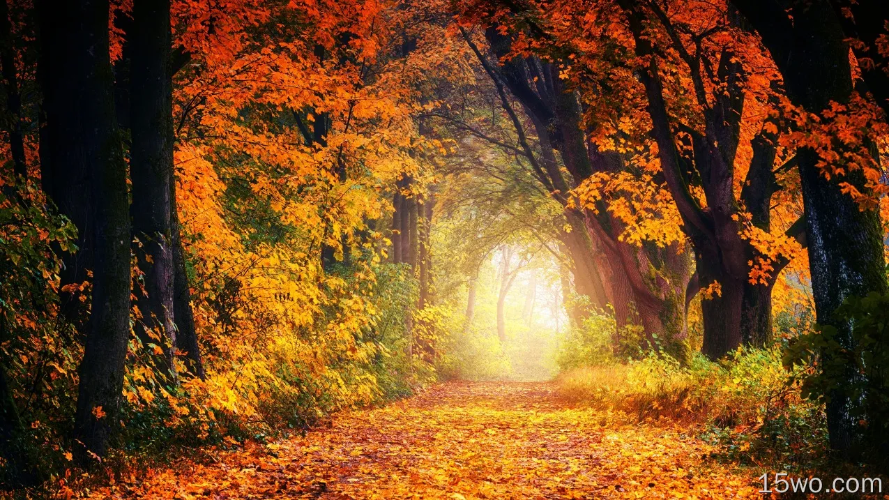 自然 幽径 大自然 森林 秋季 Foliage 高清壁纸