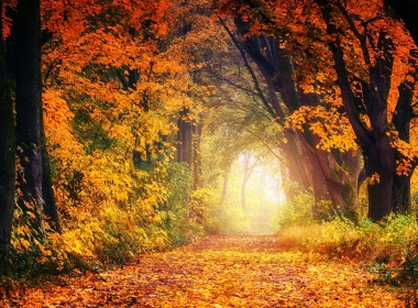 自然 幽径 大自然 森林 秋季 Foliage 高清壁纸 3840x2160