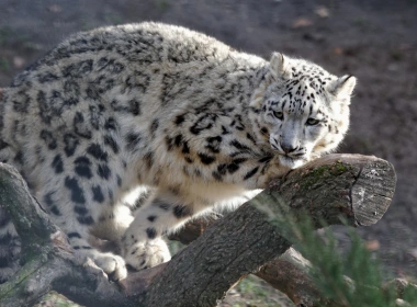 动物 雪豹 猫 豹 高清壁纸 3840x2160