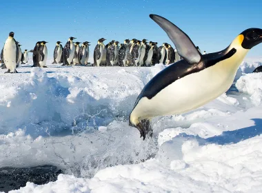 动物 企鹅 鸟 Wildlife Antarctica 高清壁纸 3840x2160