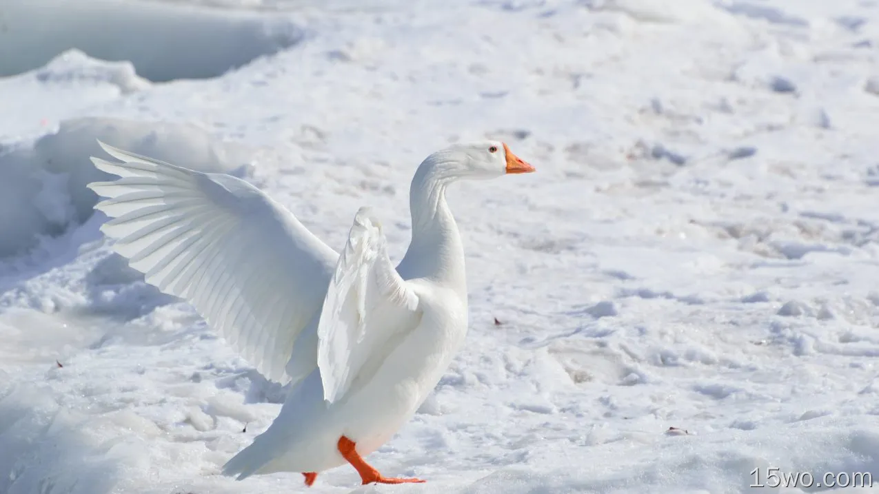 动物 鹅 鸟 白色 Snow Goose 高清壁纸