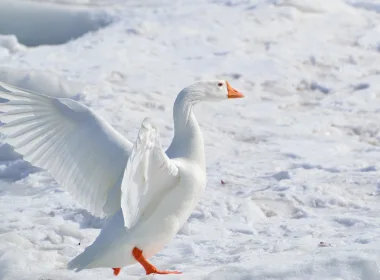 动物 鹅 鸟 白色 Snow Goose 高清壁纸 3840x2160