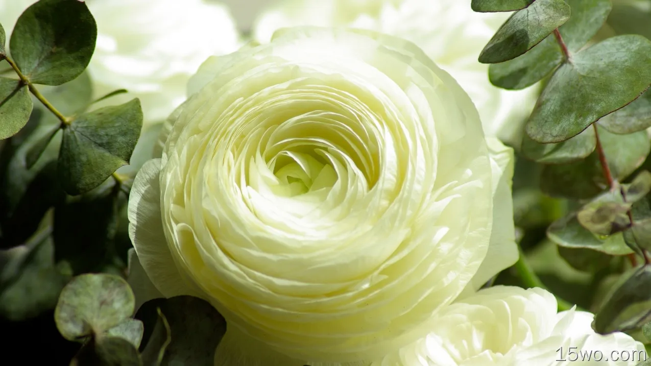 自然 Buttercup 花卉 Close-Up 叶子 White Flower 地球 花 高清壁纸