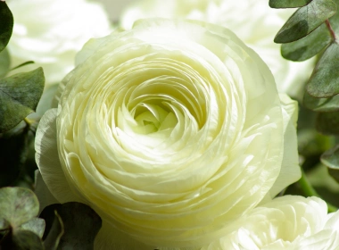 自然 Buttercup 花卉 Close-Up 叶子 White Flower 地球 花 高清壁纸 3840x2160