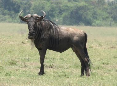 动物 Wildebeest Gnu 高清壁纸 3840x2160
