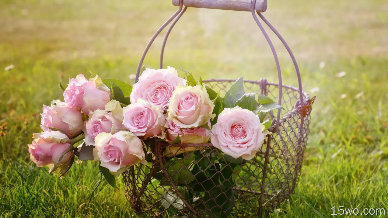 自然 玫瑰 花卉 Pink Rose Basket 高清壁纸
