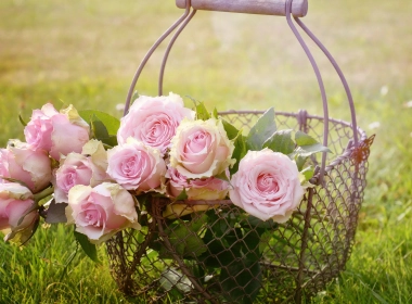 自然 玫瑰 花卉 Pink Rose Basket 高清壁纸 3840x2160