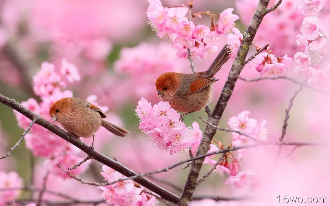 两只鸟，树枝，粉红色的花朵，春天