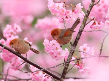 两只鸟，树枝，粉红色的花朵，春天 1920x1200