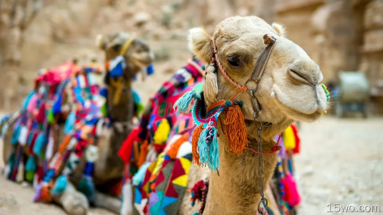 动物 骆驼 高清壁纸