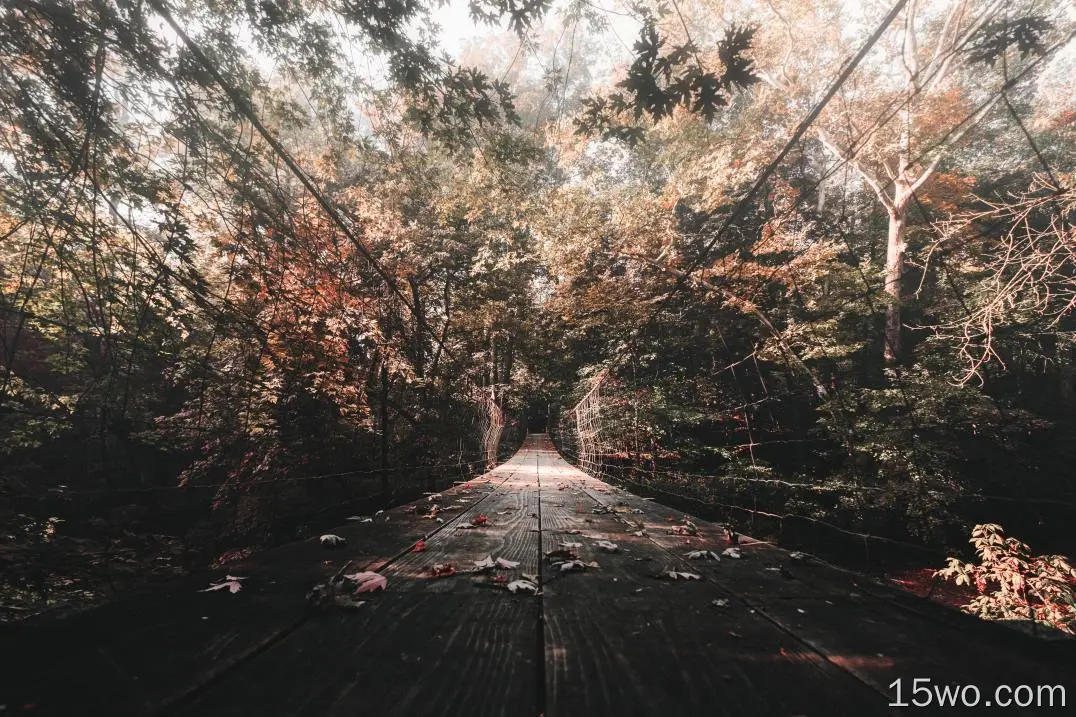 木桥，秋天，树叶