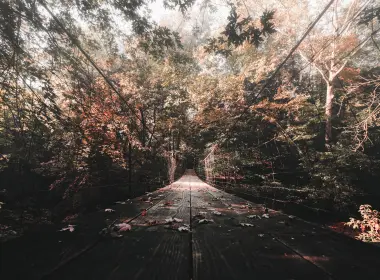 木桥，秋天，树叶 6000x4000
