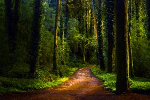 自然 幽径 森林 绿色 Dirt Road 高清壁纸  2560x1600