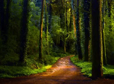 自然 幽径 森林 绿色 Dirt Road 高清壁纸 2560x1600