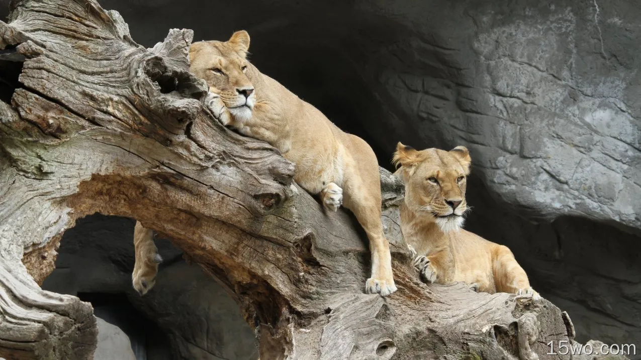 动物 狮子 猫 predator Lioness Big Cat 高清壁纸