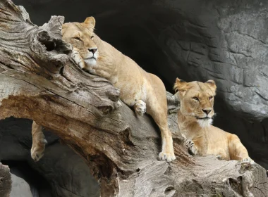 动物 狮子 猫 predator Lioness Big Cat 高清壁纸 3840x2160