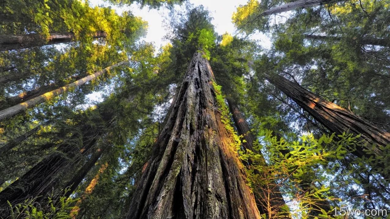 自然 树 地球 Redwood Canopy 高清壁纸