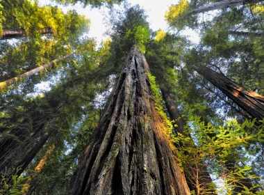 自然 树 地球 Redwood Canopy 高清壁纸 3840x2160