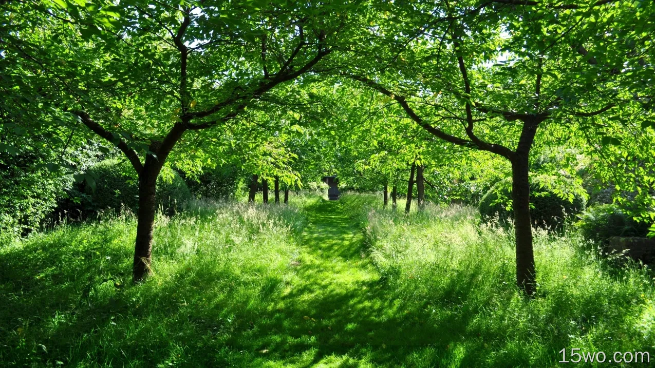 人造 幽径 森林 树 绿色 大自然 草 高清壁纸