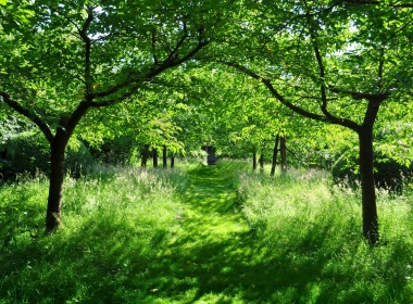 人造 幽径 森林 树 绿色 大自然 草 高清壁纸 3840x2160