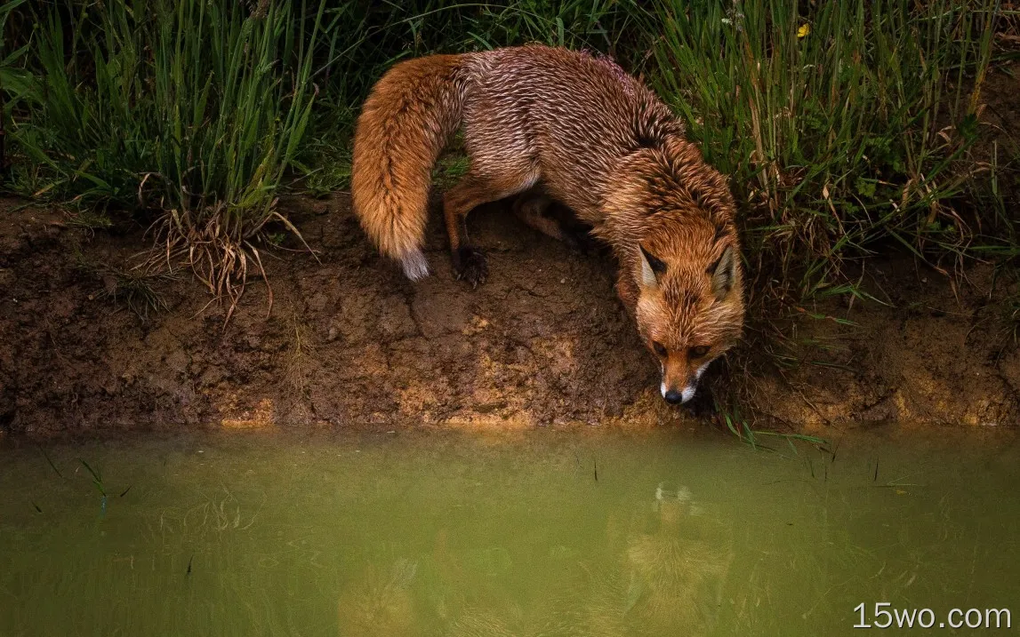 狐狸在池塘边，水