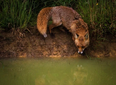 狐狸在池塘边，水 2560x1600