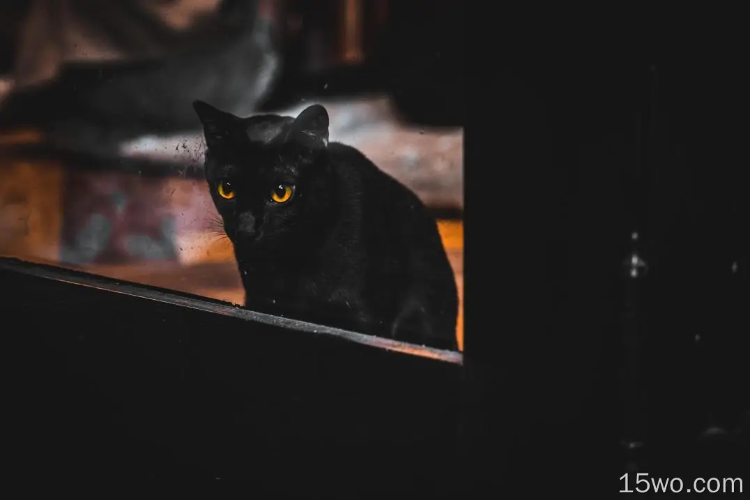 黑猫，窗户，可爱