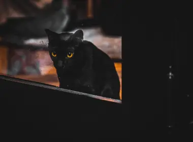 黑猫，窗户，可爱 4613x3075