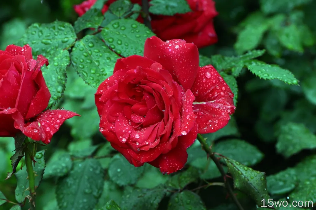 红玫瑰、花瓣、水滴、树叶