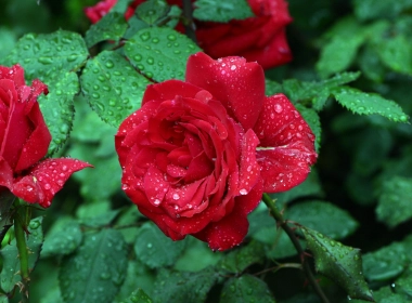 红玫瑰、花瓣、水滴、树叶 3072x2048