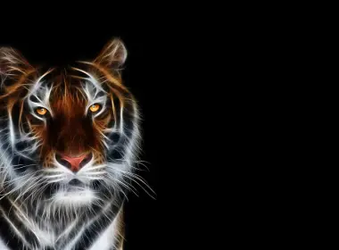 动物 老虎 猫 高清壁纸 2560x1600