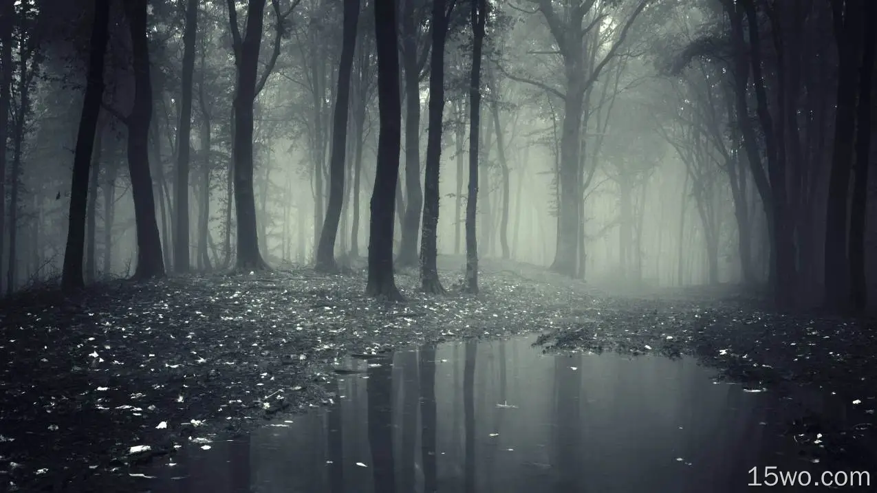 自然 森林 黑暗 大自然 树 雾 高清壁纸