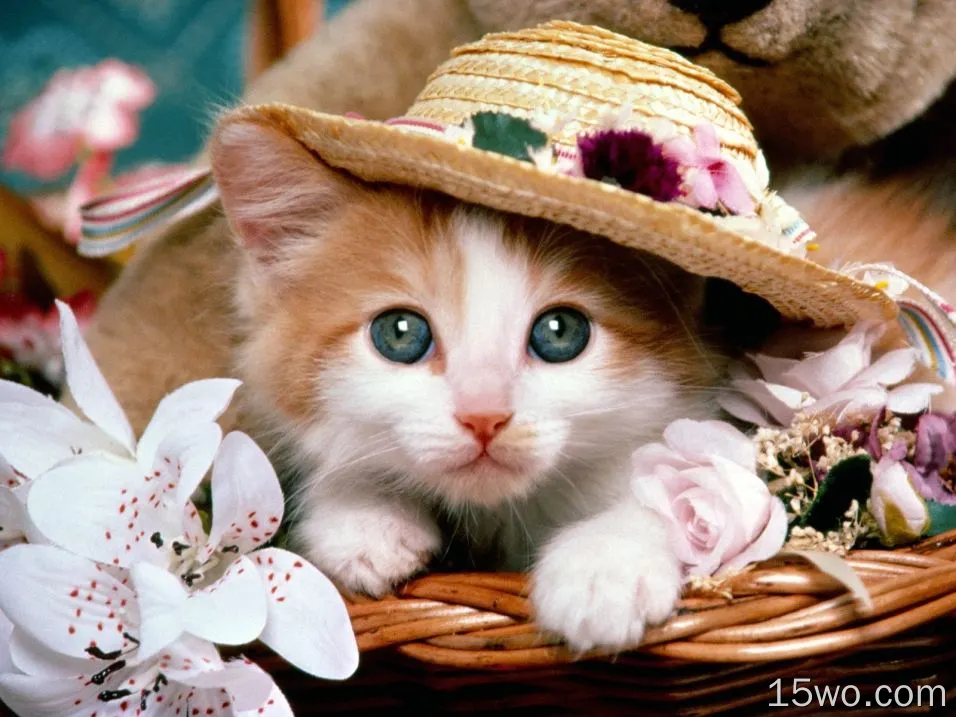 动物 猫 Kitten Hat 花 Teddy Bear Basket 高清壁纸