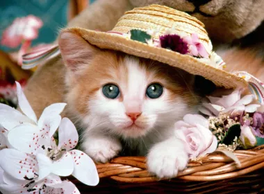 动物 猫 Kitten Hat 花 Teddy Bear Basket 高清壁纸 1600x1200