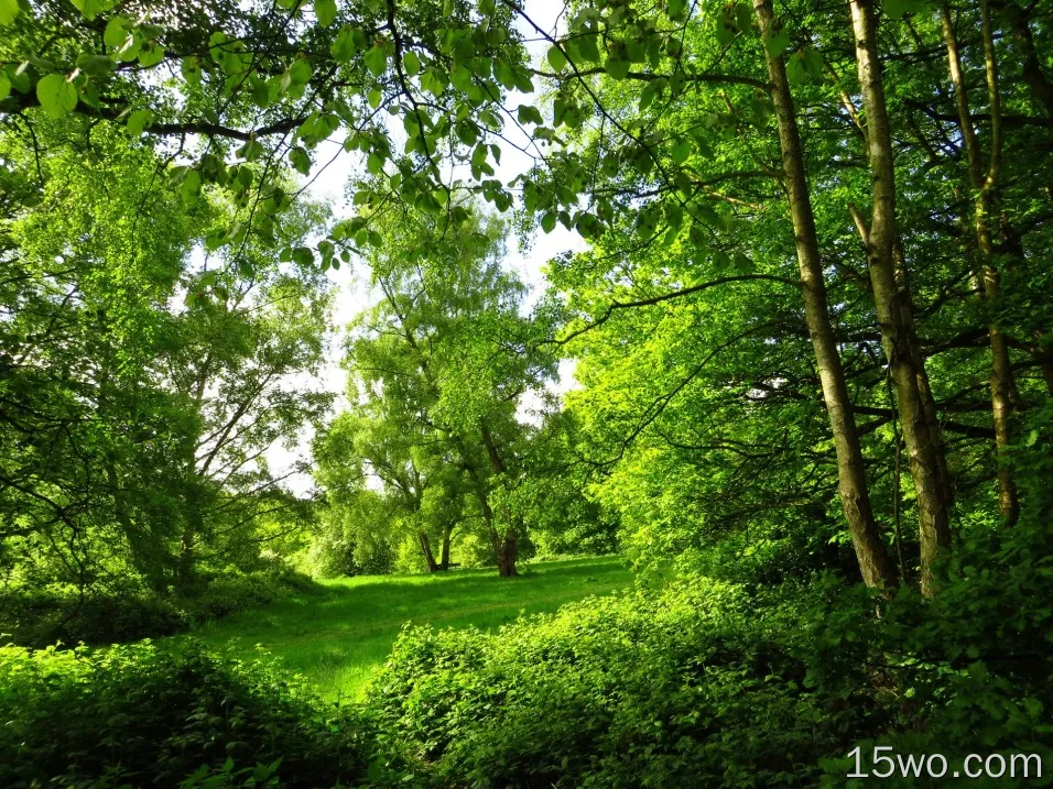 公园，夏天，伦敦，树木，森林，绿色