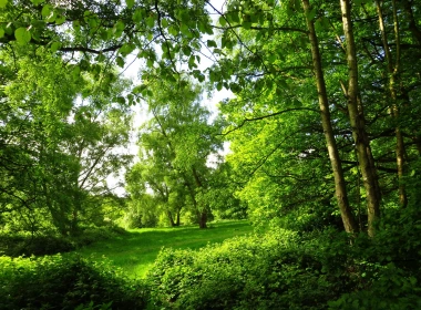 公园，夏天，伦敦，树木，森林，绿色 1920x1440