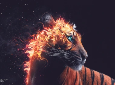 老虎回头看，火，兽，Desktopography艺术设计 2560x1440