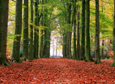 公园，树木，秋天，胡同，地面，红叶 2880x1800