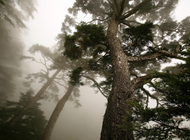 雾蒙蒙的森林、树木、黑暗 3840x2400