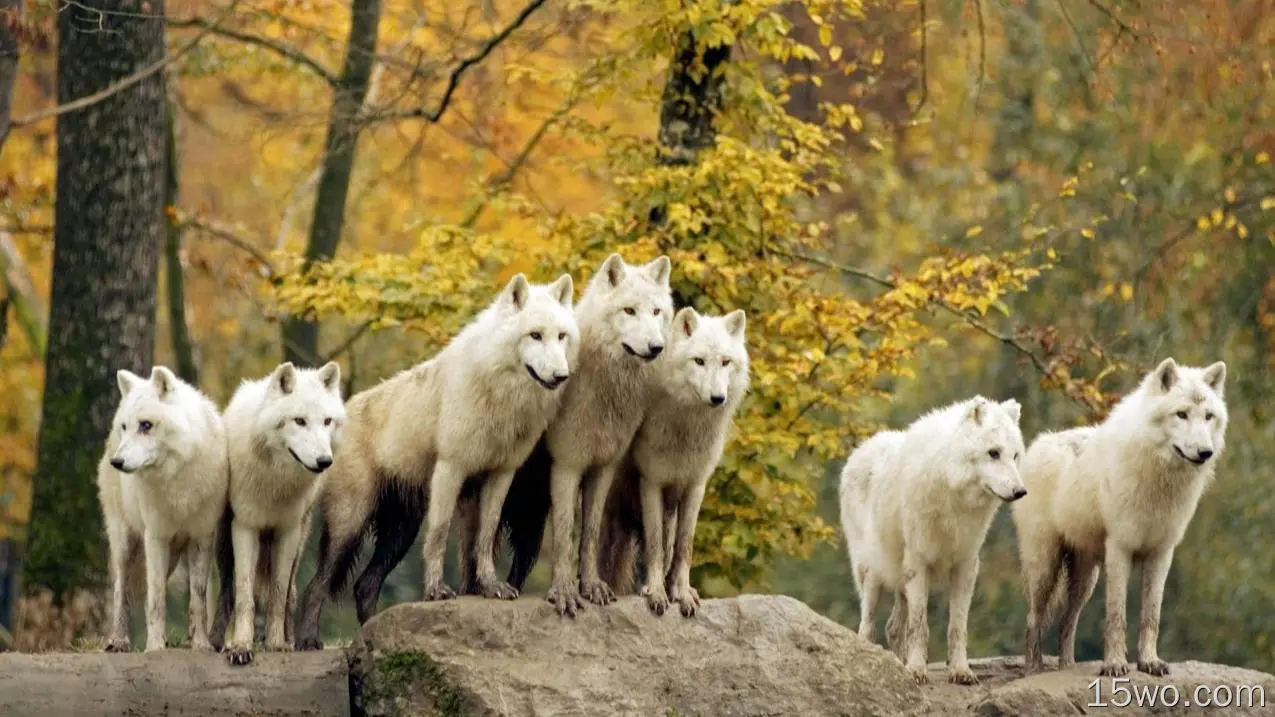 狼群，白狼，雄伟，森林，秋天