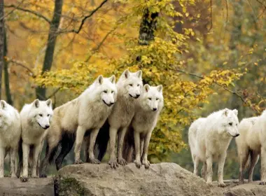 狼群，白狼，雄伟，森林，秋天 2560x1440