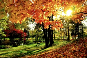 摄影 公园 秋季 树 Foliage 叶子 高清壁纸  3000x2000