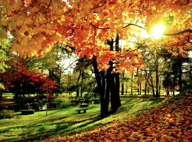 摄影 公园 秋季 树 Foliage 叶子 高清壁纸 3000x2000