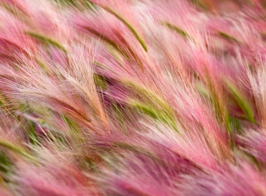 大麦，粉色，特写 3840x2400