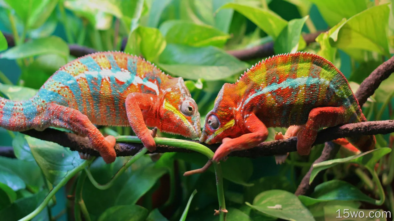 动物 变色龙 爬行动物 色彩 Colorful 树枝 叶子 蜥蜴 高清壁纸