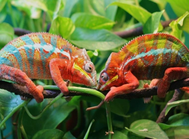 动物 变色龙 爬行动物 色彩 Colorful 树枝 叶子 蜥蜴 高清壁纸 3840x2160