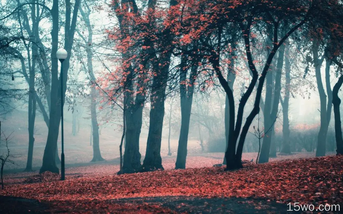 秋天，树，雾，秋天
