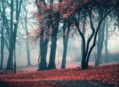 秋天，树，雾，秋天 2560x1600