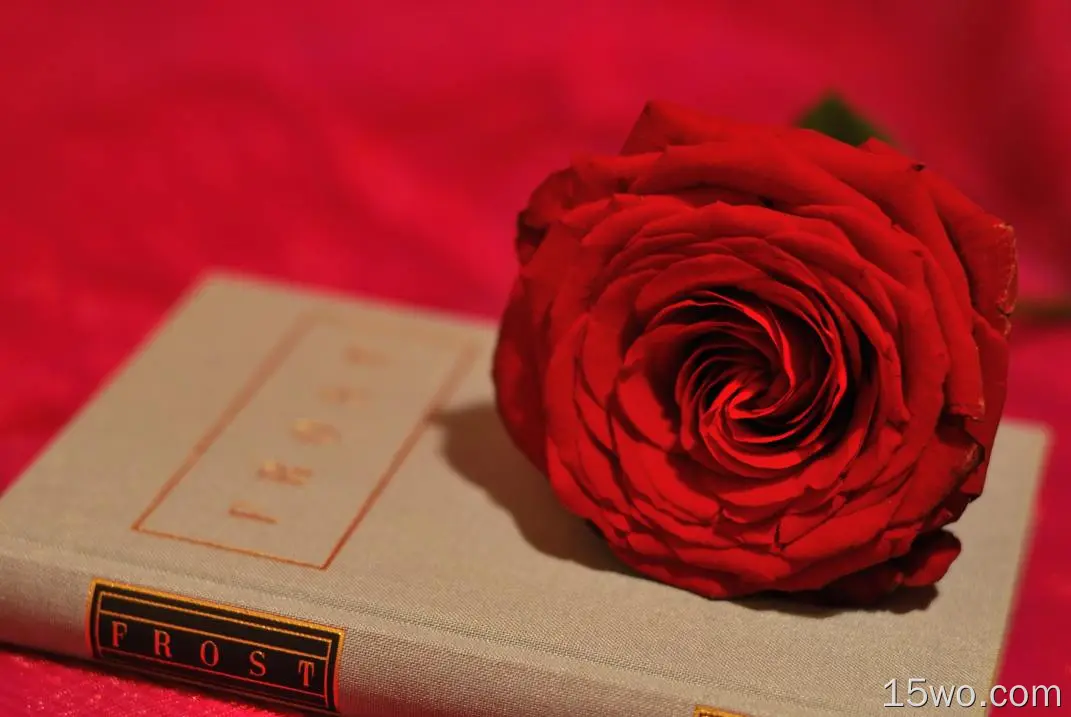 摄影 静物 花 玫瑰 Red Rose 书 Red Flower 高清壁纸
